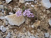 Al Passo Pozzera in Presolana col CAI di Crema il 14 giugno 2009 - FOTOGALLERY